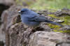 blue chaffinch