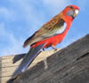 Crimson Rosella