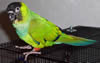 Nanday Conure