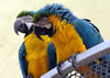Macaw