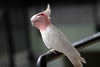 pink-cockatoo