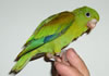 Tovi parakeet