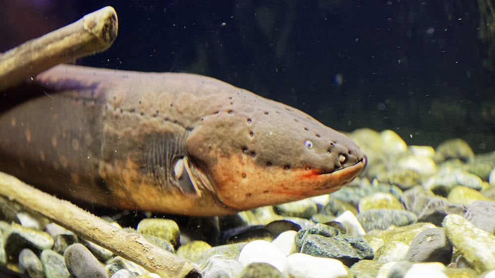 Aquarium du Perigord noir electric eel