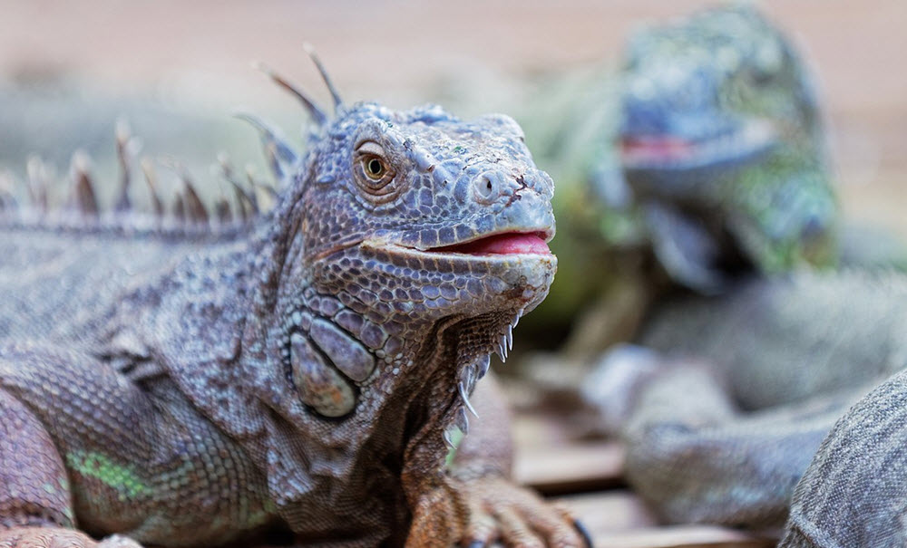 Aquarium du Perigord noir iguana