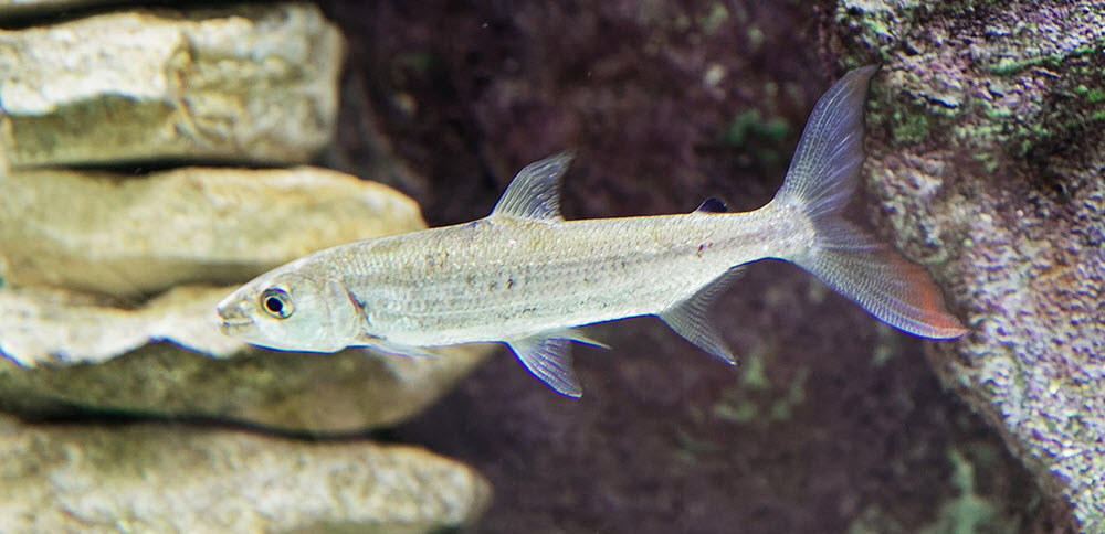 Aquarium du Perigord noir pike