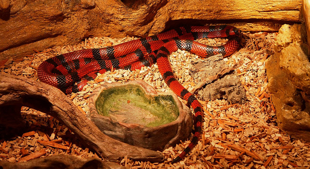 Aquarium du Perigord noir snake