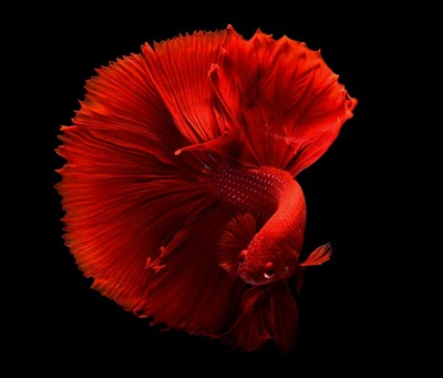 Betta fish, a popular tropical fish species