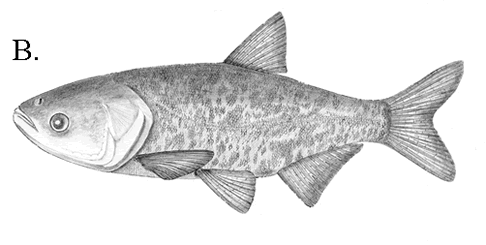 Bighead Carp
