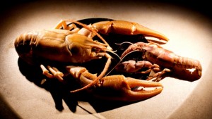 Giant Crayfish