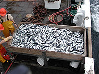 Herring