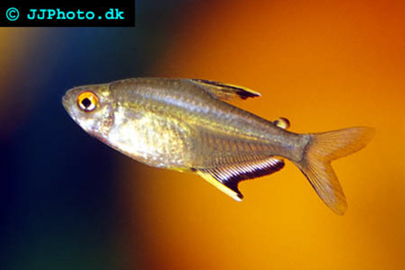 Lemon tetra - Hyphessobrycon pulchripinnis | Aquatic Community