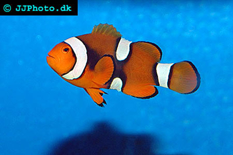 Percula Clownfish