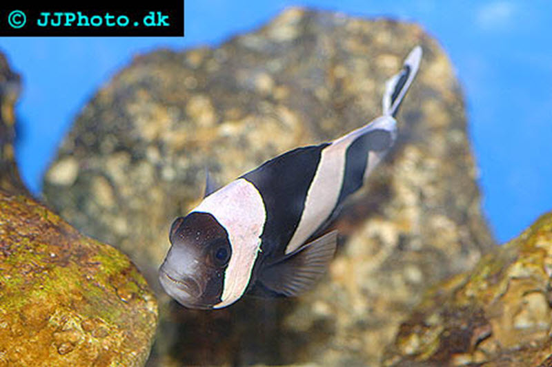 Saddleback Clownfish - Amphiprion polymnus 