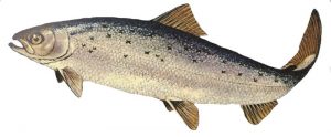 European salmon