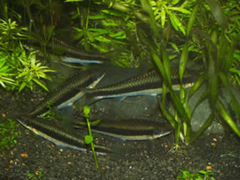 Siamese-algae-eater