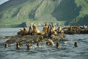 Steller's sea lions