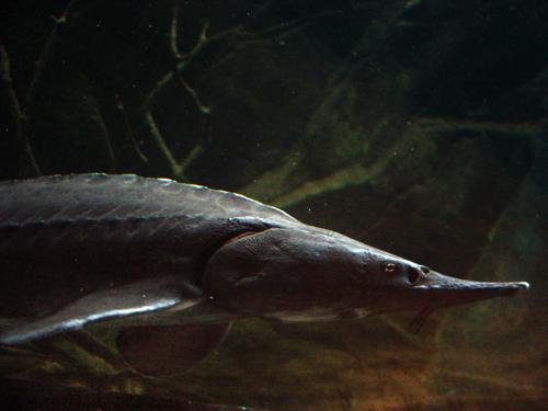 Sturgeon