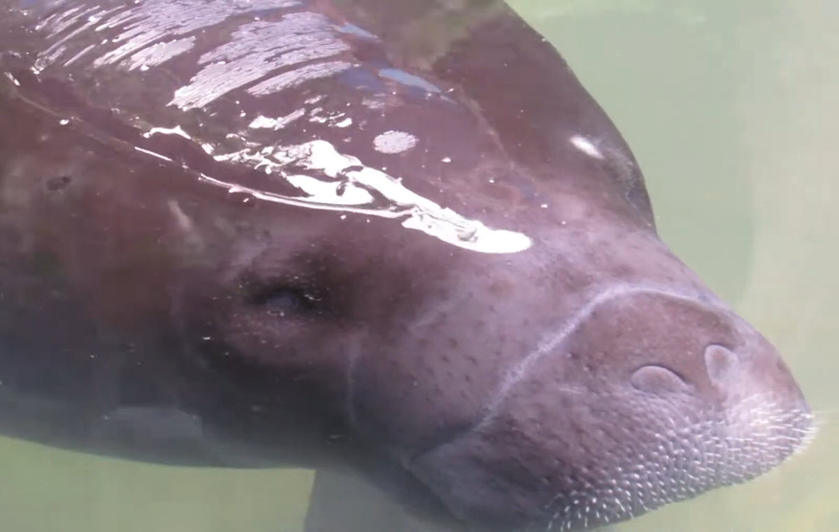  Amazonian manatee (Trichechus inunguis).