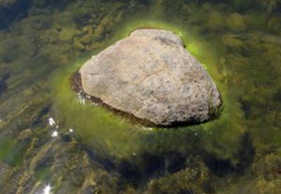 rock with green algea