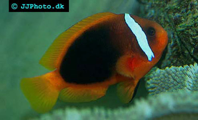 amphiprion_frenatus - tomato clownfish