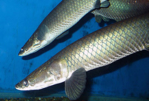 arapaima-leptosoma