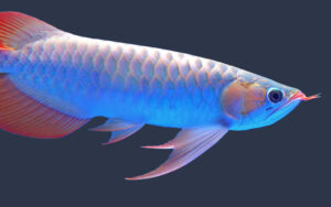 asian red arowana