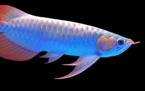asian red arowana