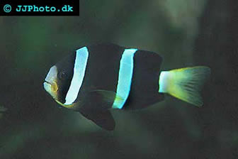 black-clownfish