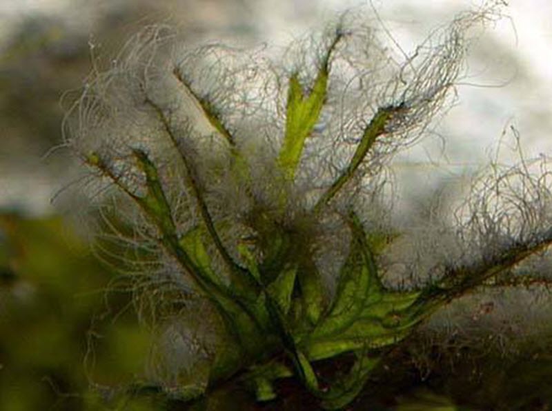 black hair algae on plant