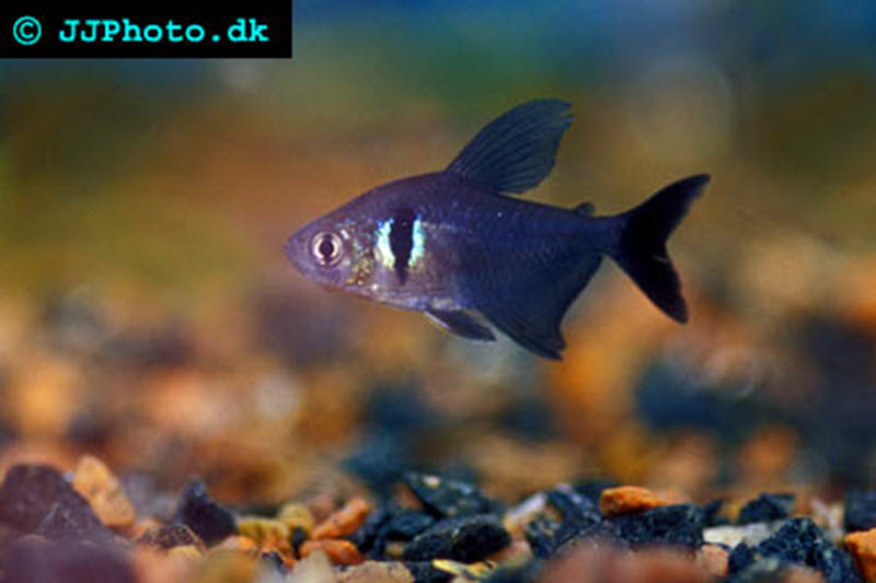 black phantom tetra