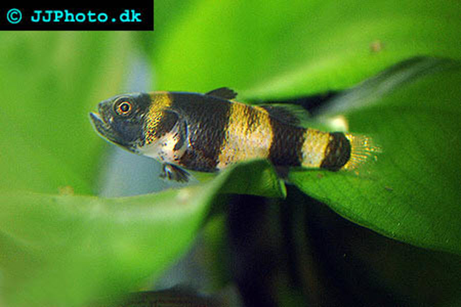 Bumblebee Goby