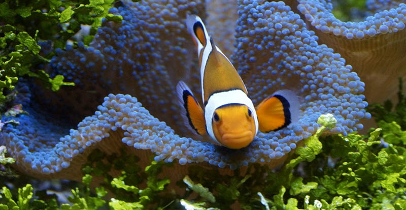 clown fish