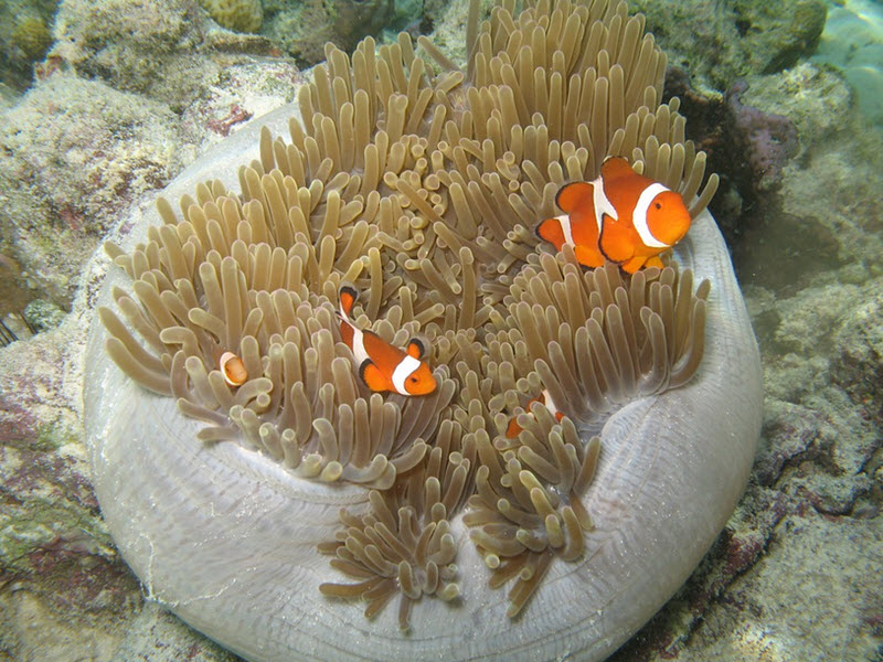 clownfish family