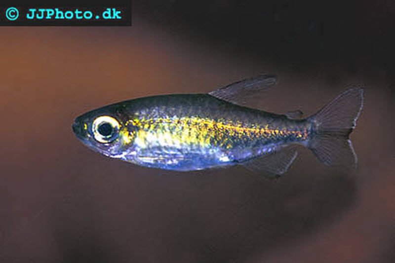 Female congo tetra