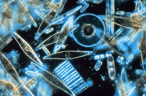 diatoms