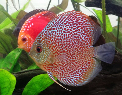 tropical discus fish