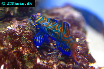 Mandarin goby