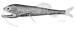 dragonfish