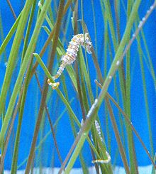 Dwarf sea horse