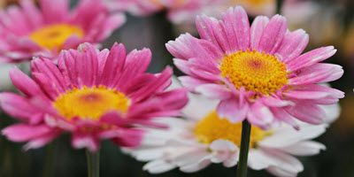 pink daisy flowers