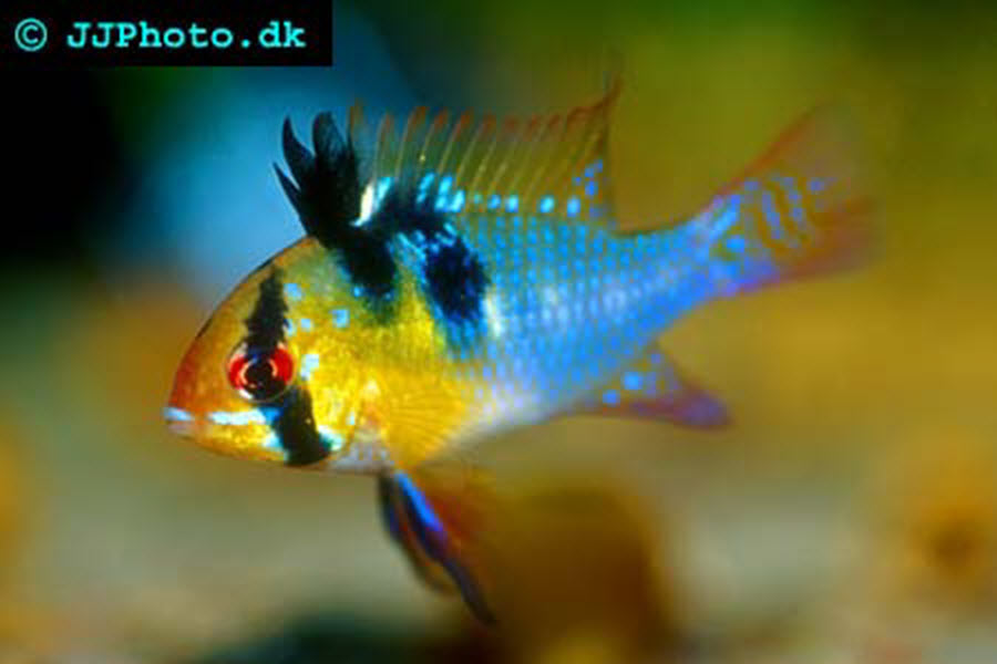 German blue ram