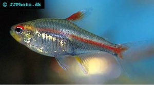 glowlight tetra