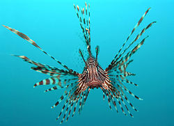lionfish in miami