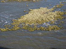 Oyster bed