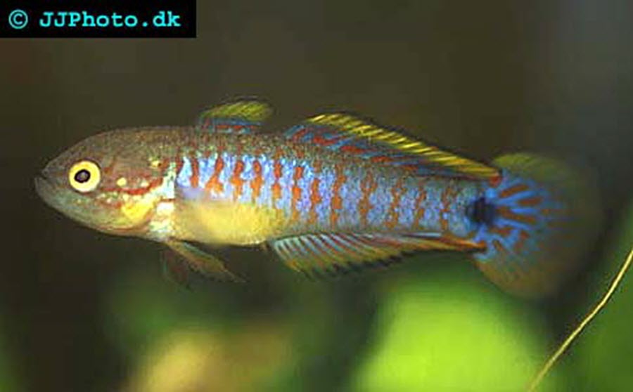 Peacock goby