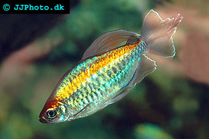 Male Congo tetra. 