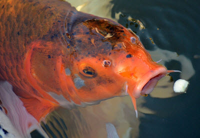 koi fish