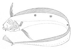 Ribbonfish