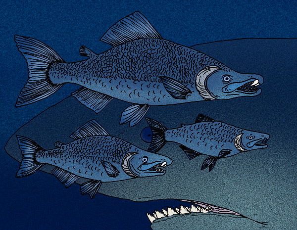 Sabertooth salmon
