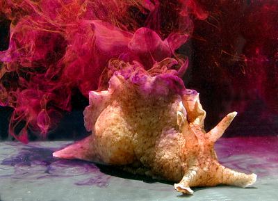 Sea hare